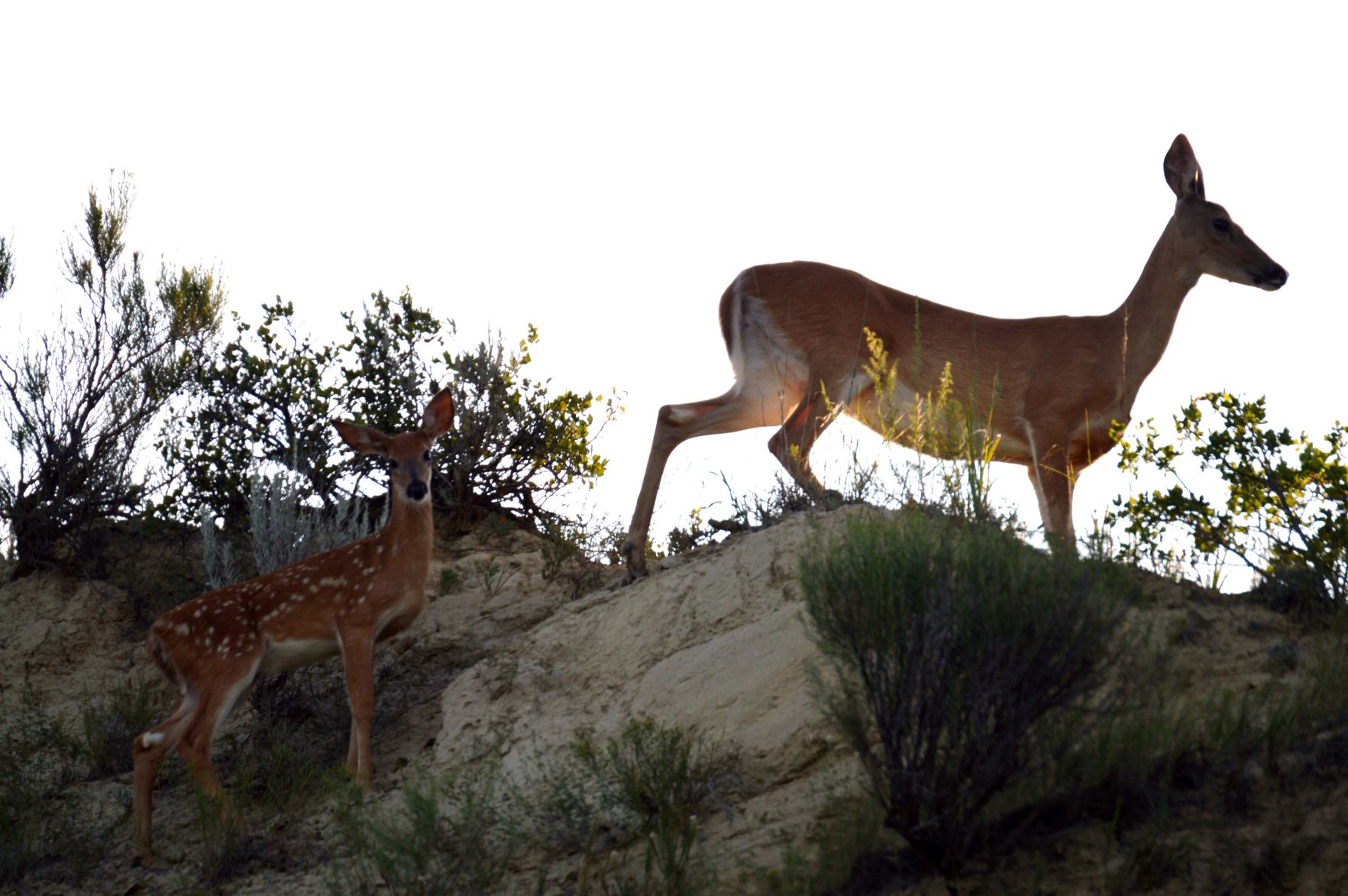 Fawn follows mother